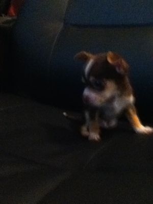 Dog profile photo
