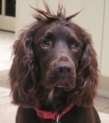 Dog profile photo