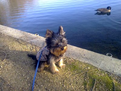 Dog profile photo