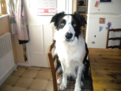 Dog profile photo
