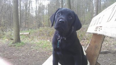Dog profile photo