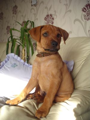 Dog profile photo