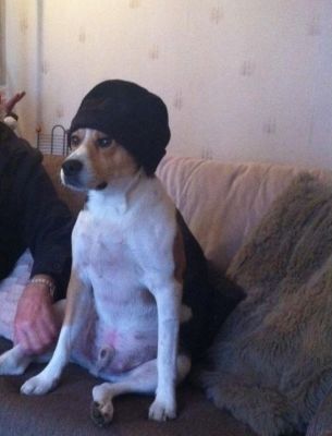 Dog profile photo