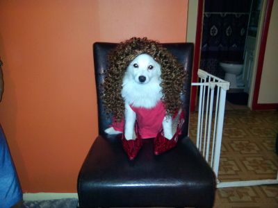 Dog profile photo