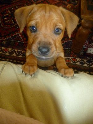 Dog profile photo