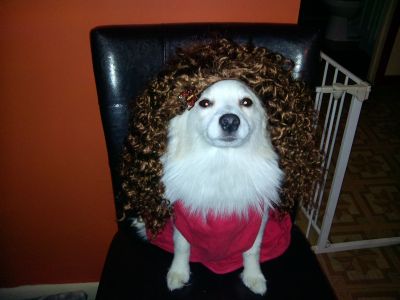 Dog profile photo