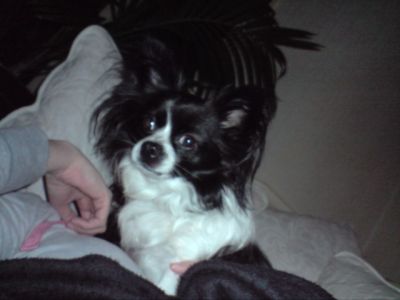 Dog profile photo