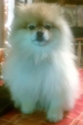 Dog profile photo