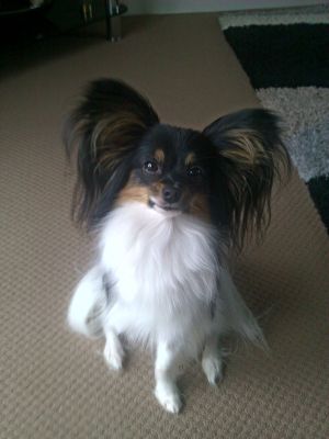 Dog profile photo