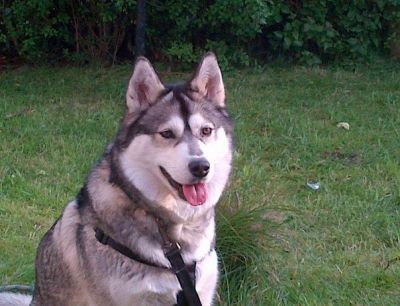 Dog profile photo