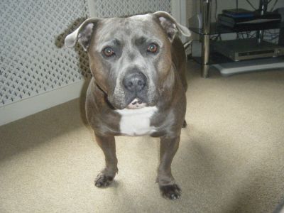 Dog profile photo
