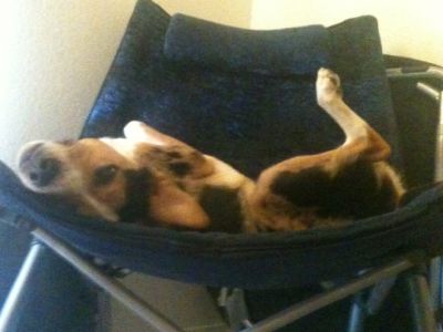 Dog profile photo