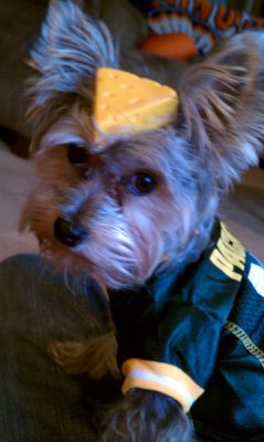 Dog profile photo