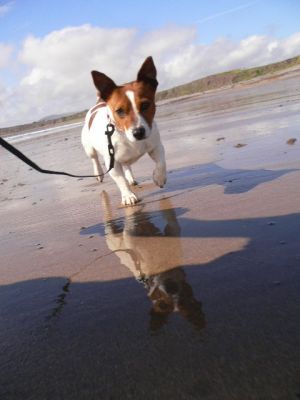 Dog profile photo