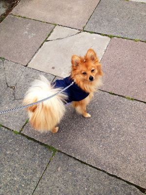 Dog profile photo