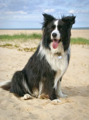 Dog profile photo