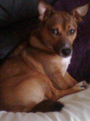 Dog profile photo