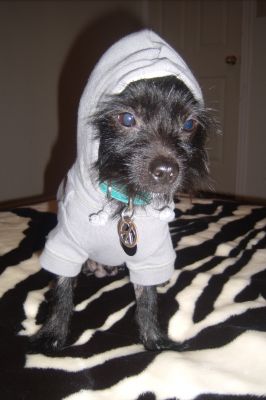 Dog profile photo