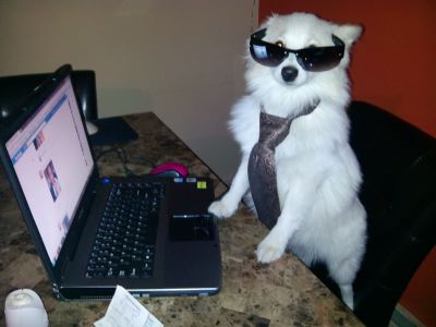 Dog profile photo
