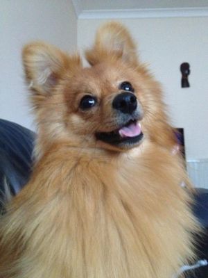 Dog profile photo