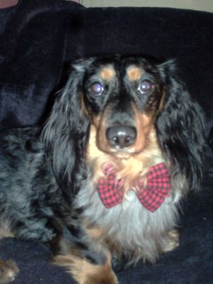 Dog profile photo